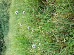 Image of Devil’s Bit Scabious