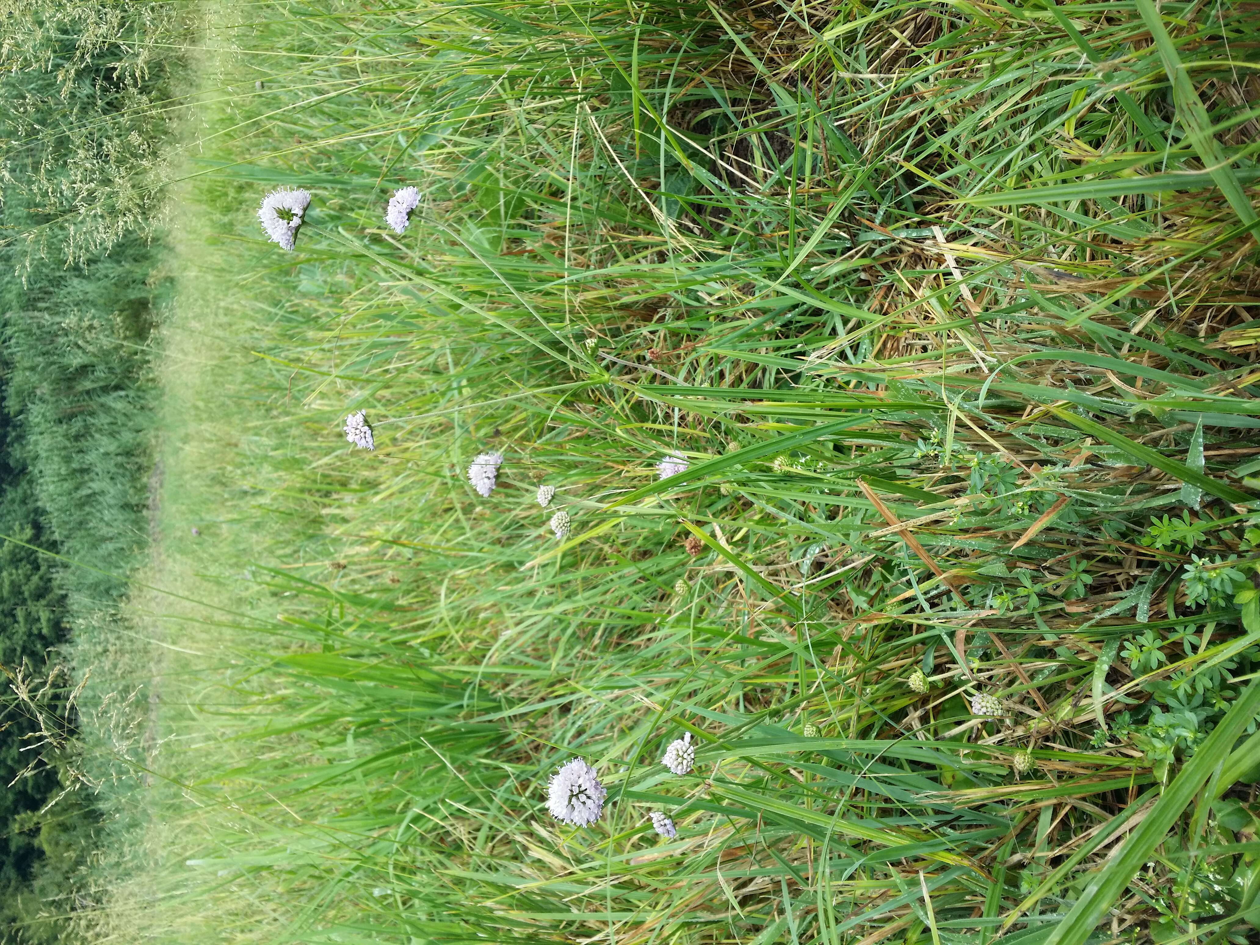 Image of Devil’s Bit Scabious