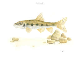 Image of Iberian gudgeon