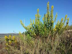 Image of Strong-smelling Inula