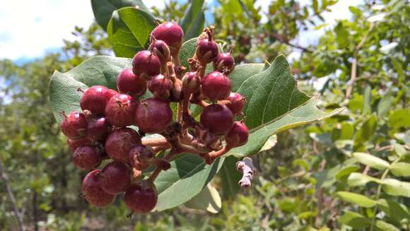 Image of Christmas berry