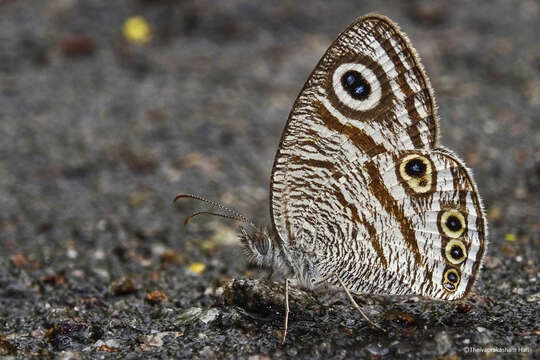 Image of Ypthima striata