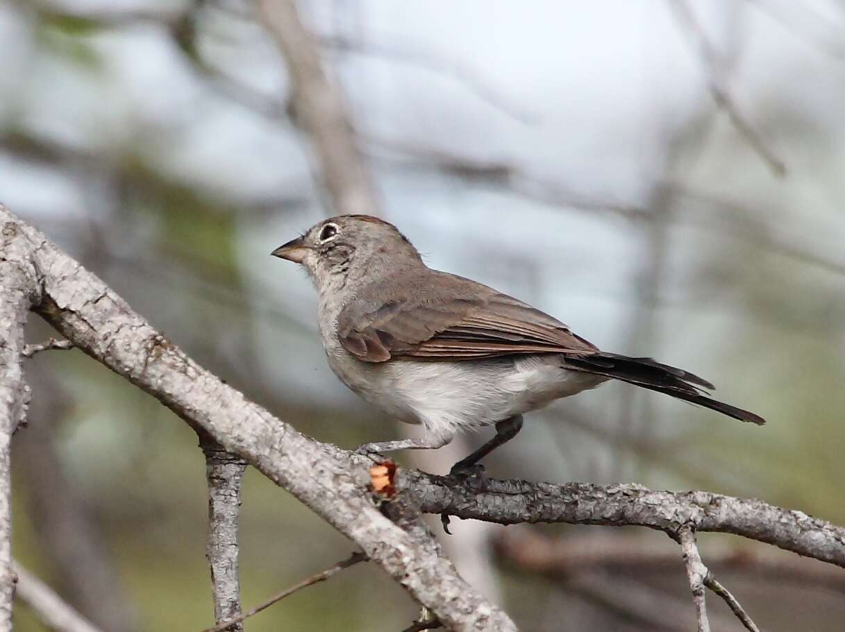 Image of Grey Pileated Finch