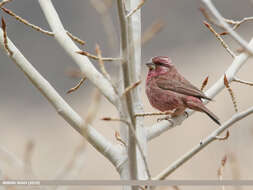 Plancia ëd Carpodacus rhodochlamys (Brandt & JF 1843)