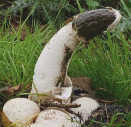 Image of Stinkhorn