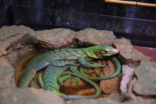 Image of Emerald Monitor