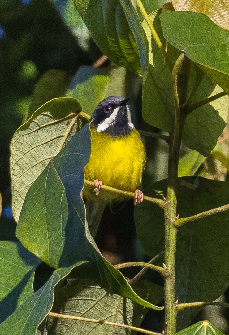 Image of Black-throated Apalis