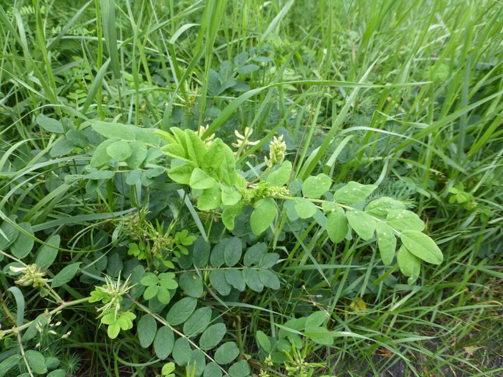 Image of licorice milkvetch