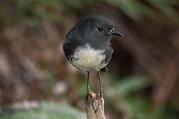 Image of New Zealand Robin