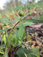 Image of Goldilocks Buttercup