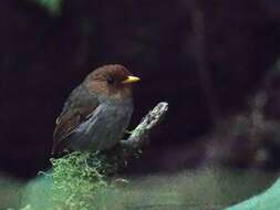 Image of Hooded Antpitta