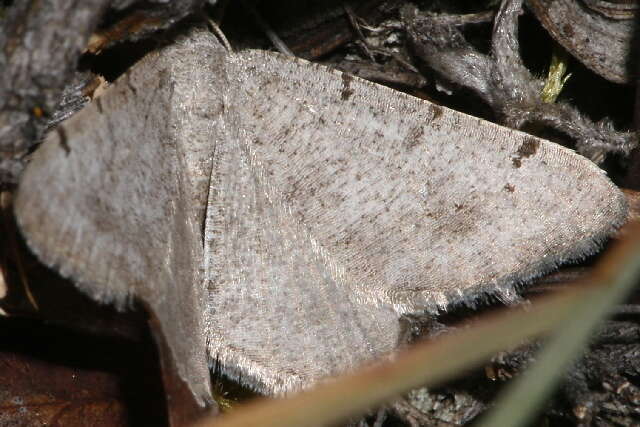 Image of Digrammia delectata