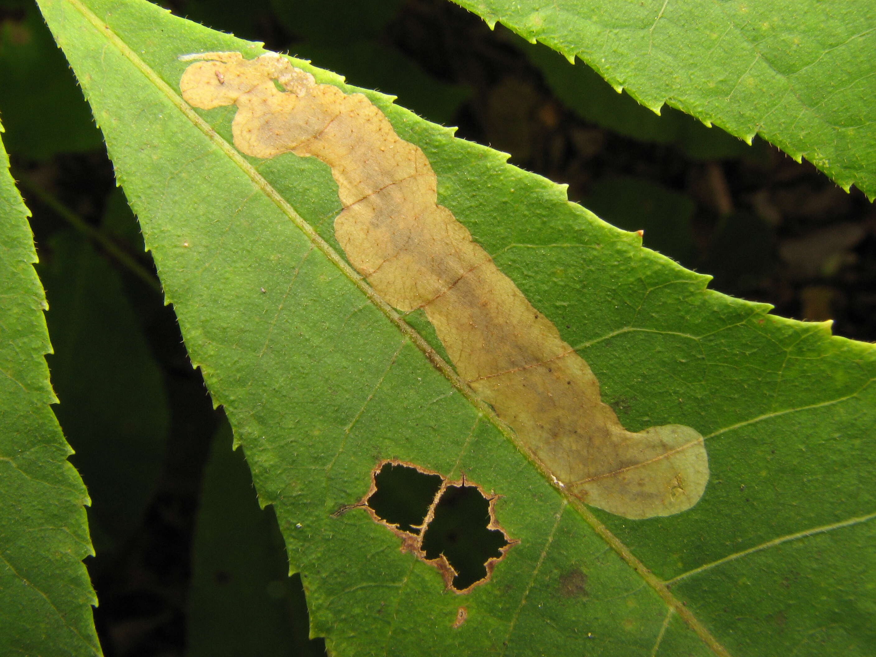 Image of Pecan Leafminer