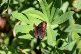 Image of Vidler's Alpine