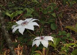 Image of Clematis