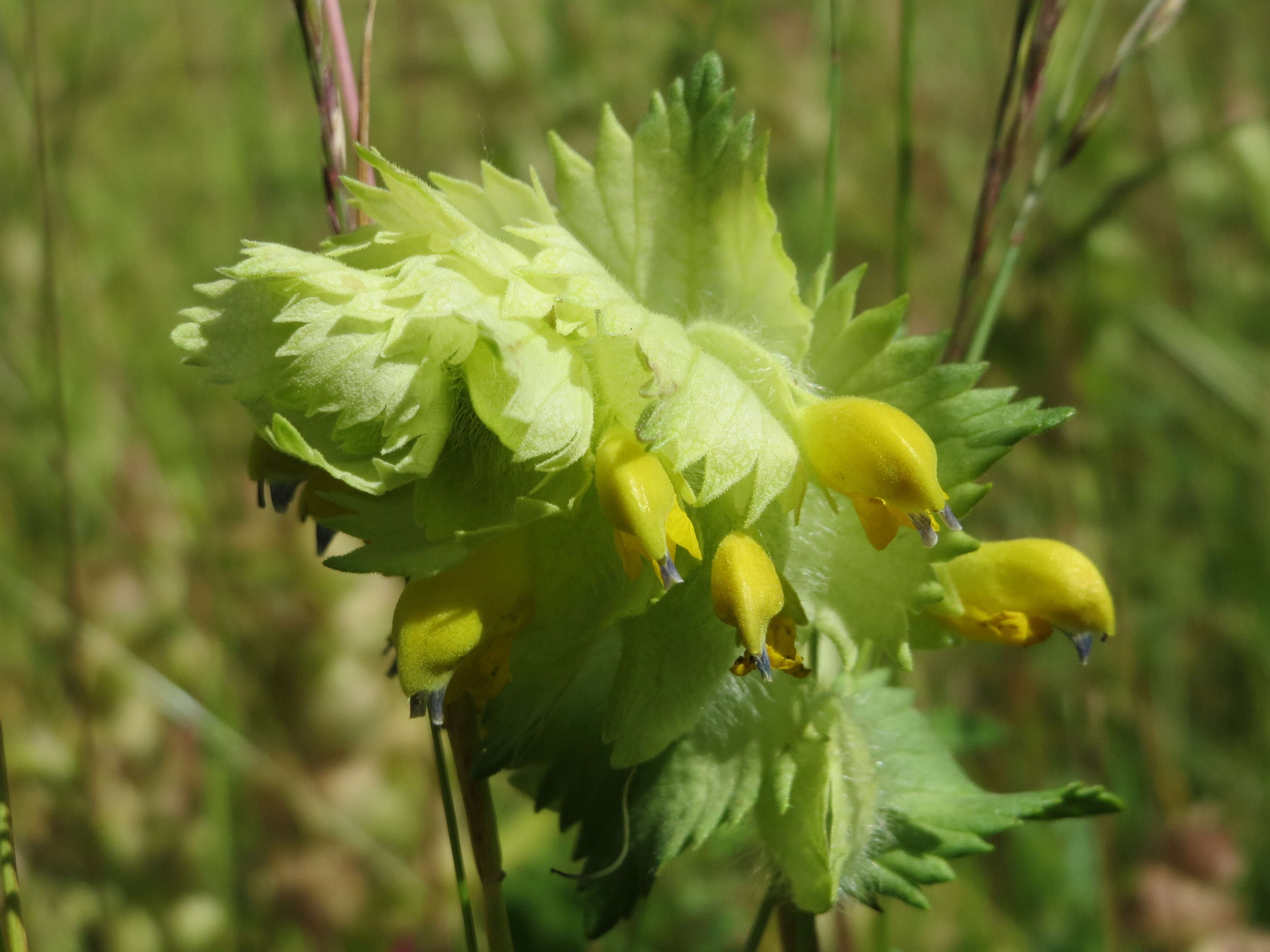 Image of European yellow rattle