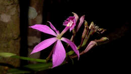 Image of Epidendrum flexuosum G. Mey.