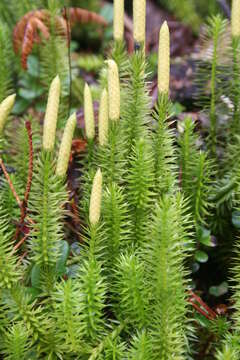 Image of interrupted clubmoss