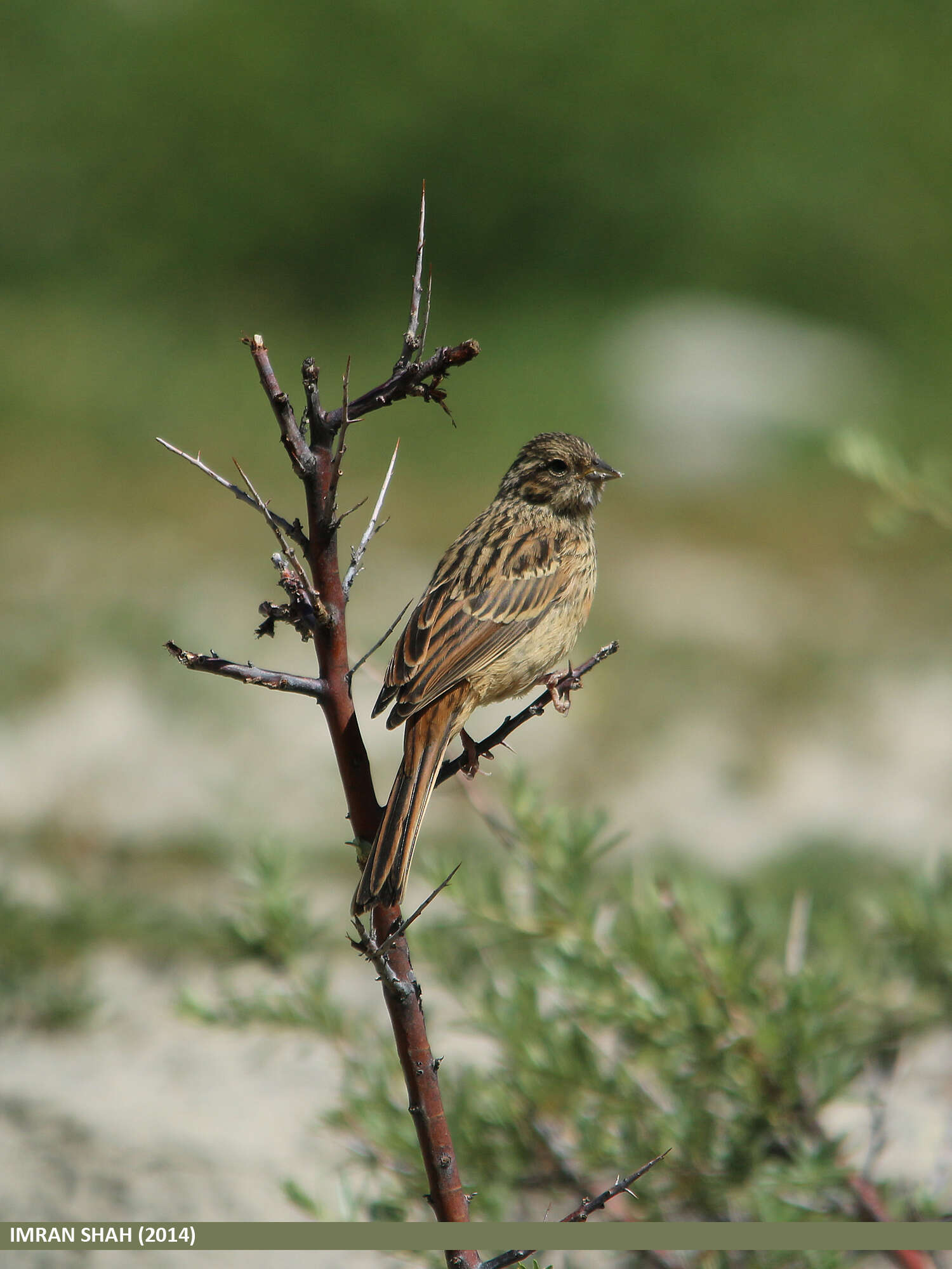 Image of European Rock Bunting