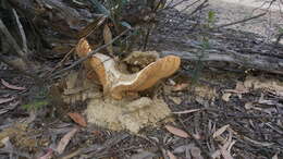 Image of Cortinarius sublargus Cleland 1928