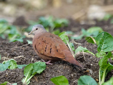 Image of Ruddy Ground Dove