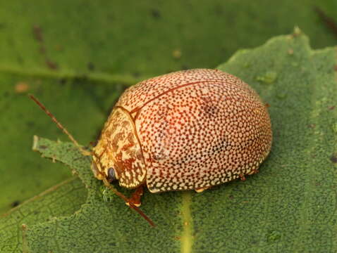 Image of Paropsis atomaria