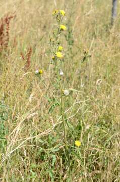 Image of hawkweed oxtongue