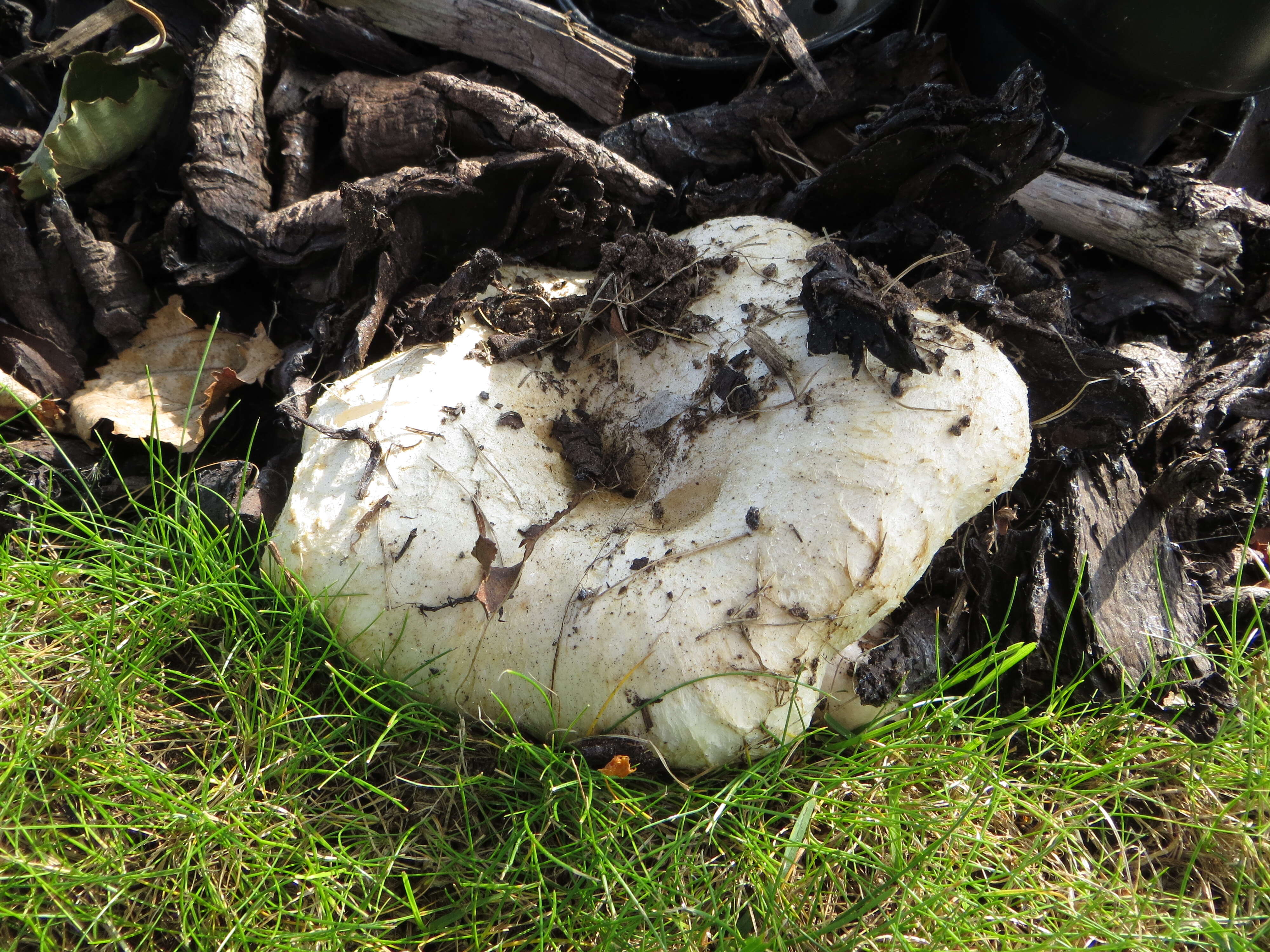 صورة Lactarius pubescens Fr. 1838