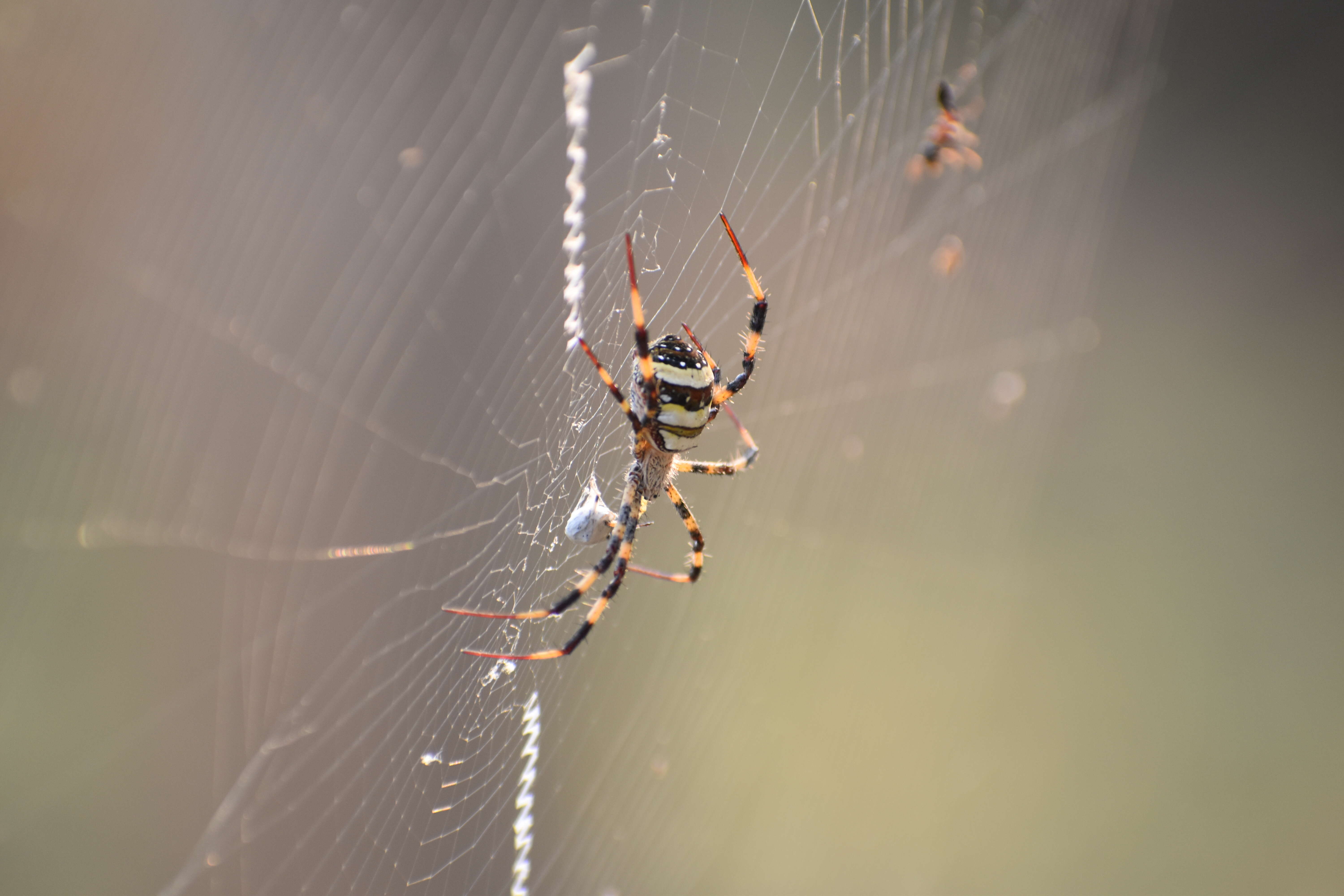 Image of Argiope pulchella Thorell 1881