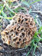 Image of Morchella vulgaris