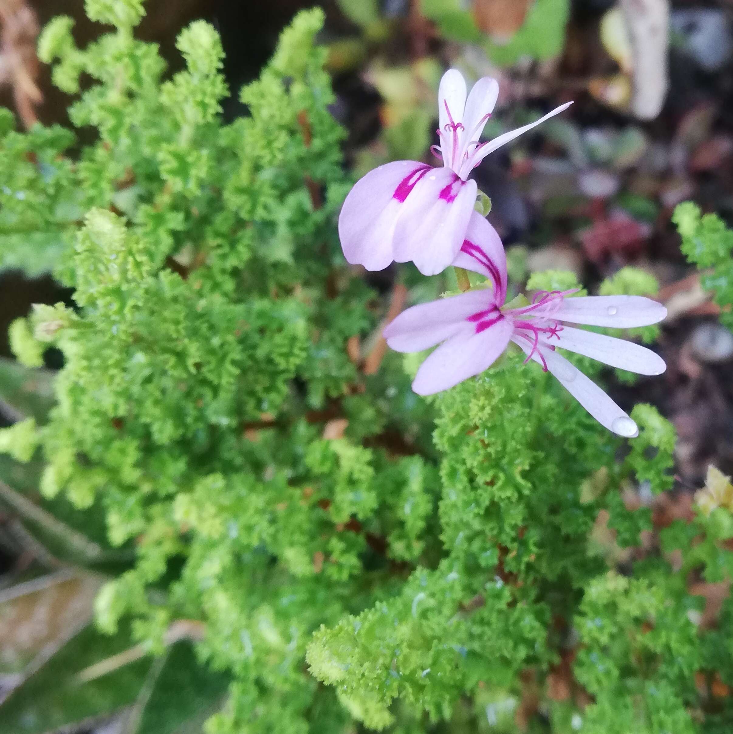 Image of Pelargonium crispum (Berg.) L'Her.