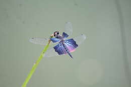 Слика од Rhyothemis triangularis Kirby 1889