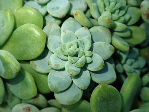 Image de Sedum clavatum R. T. Clausen