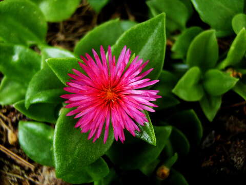 Image of Mesembryanthemum cordifolium L. fil.