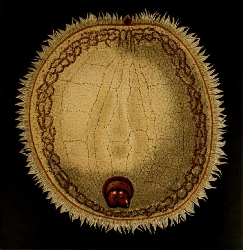 Image of Microdon mutabilis (Linnaeus 1758)