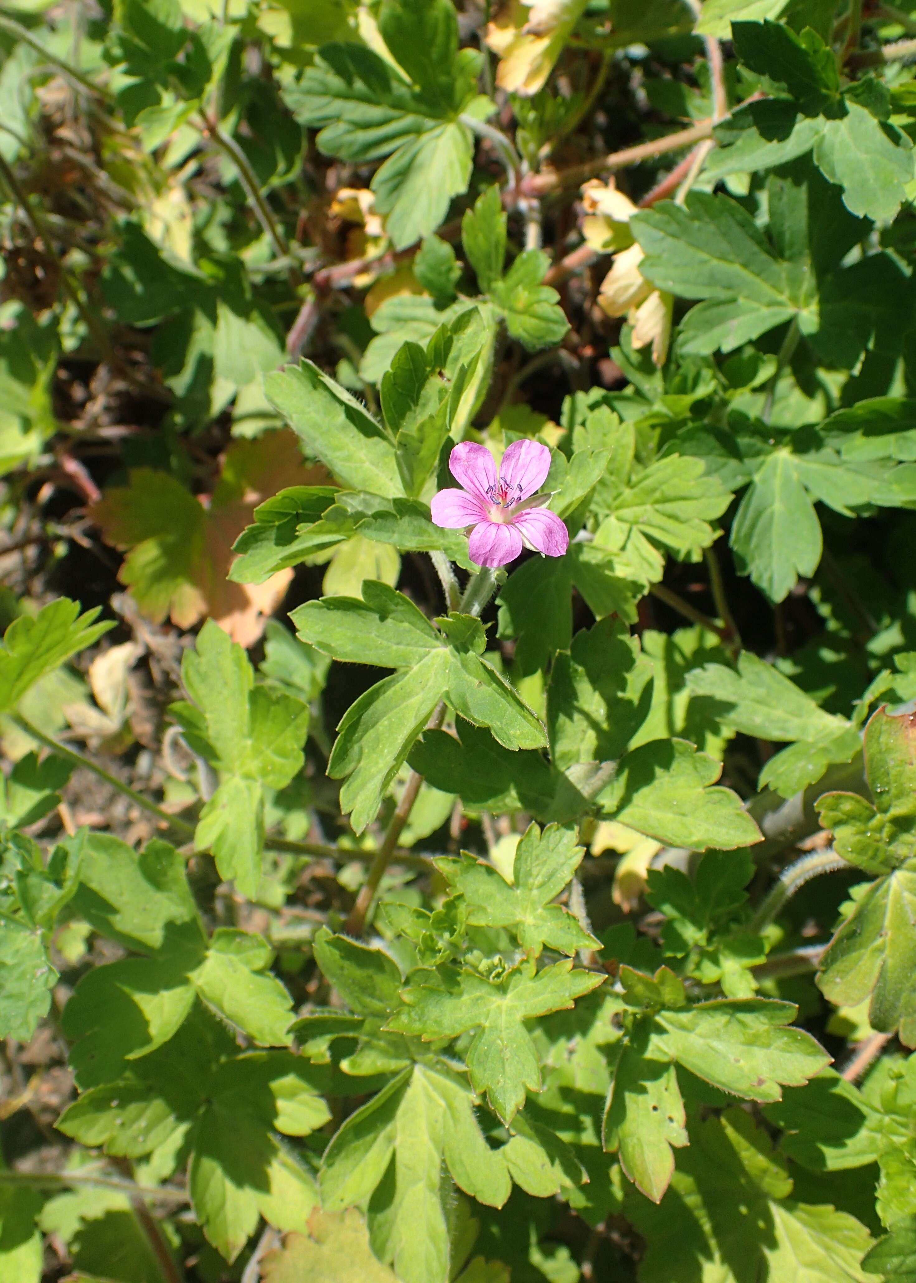 Image of Thunberg's geranium