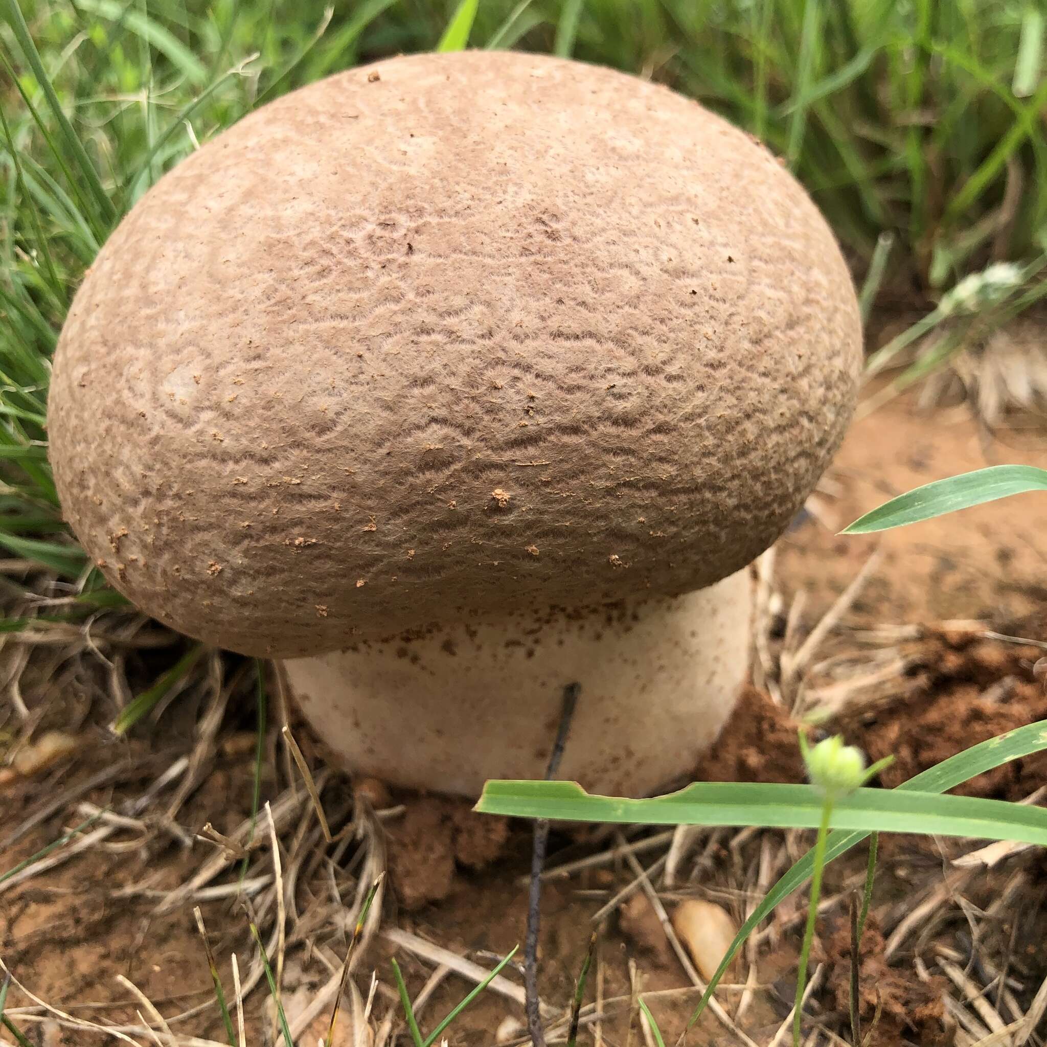 Imagem de Lycoperdon excipuliforme (Scop.) Pers. 1801