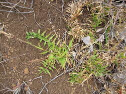 Image of golden false beardgrass