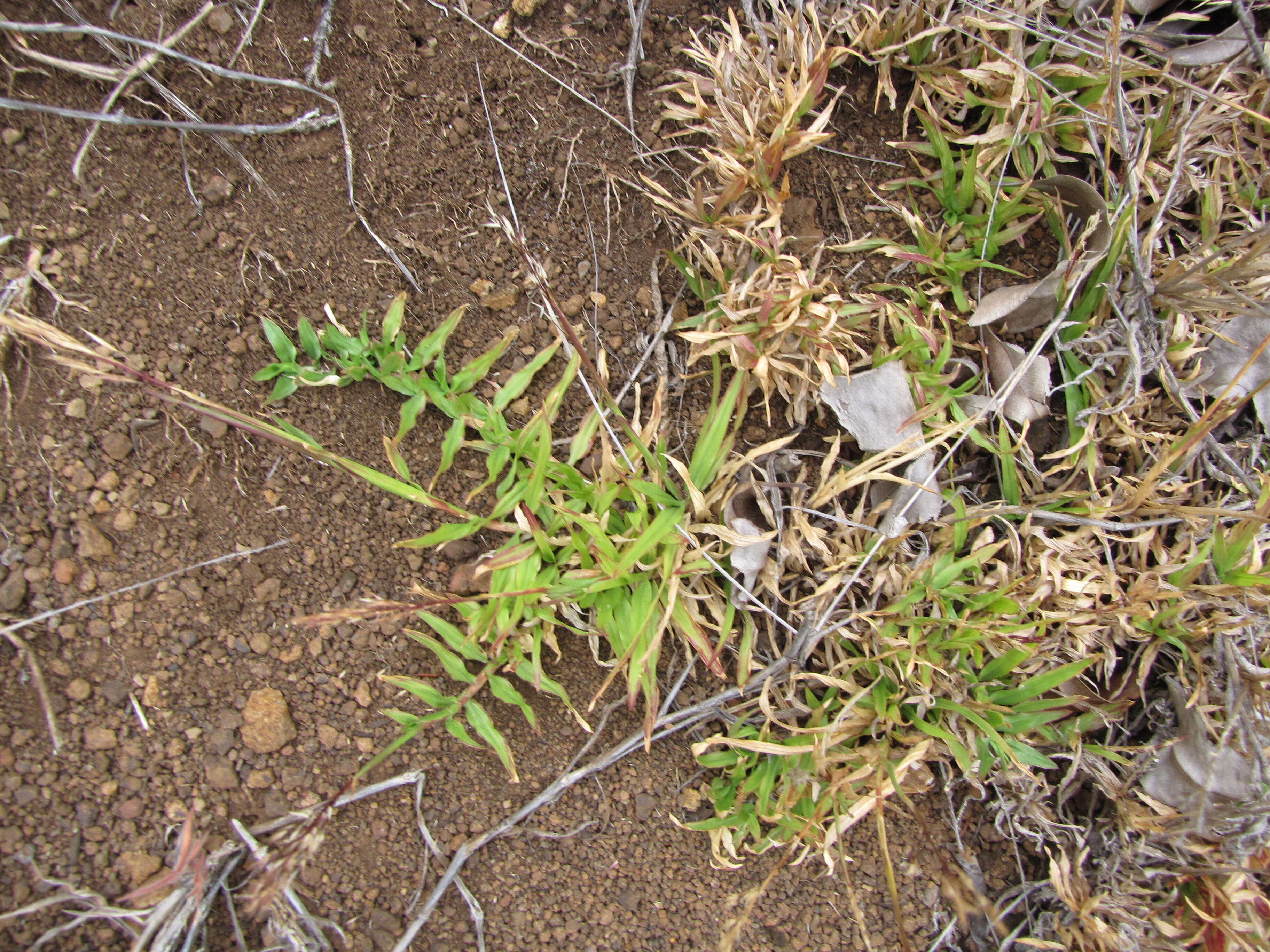 Image of golden false beardgrass