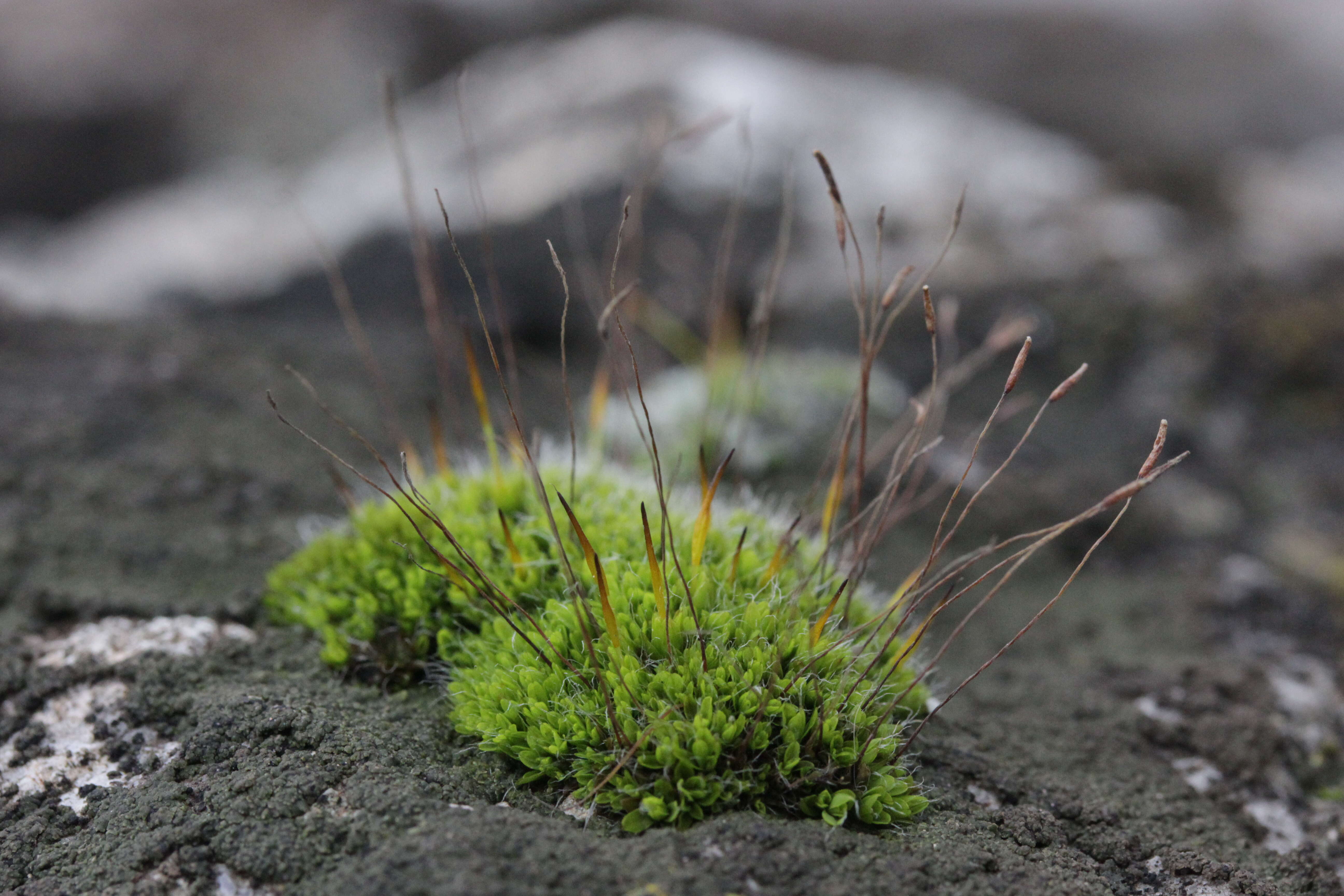 泛生牆苔的圖片