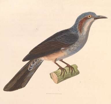 Image of Brown-eared Bulbul