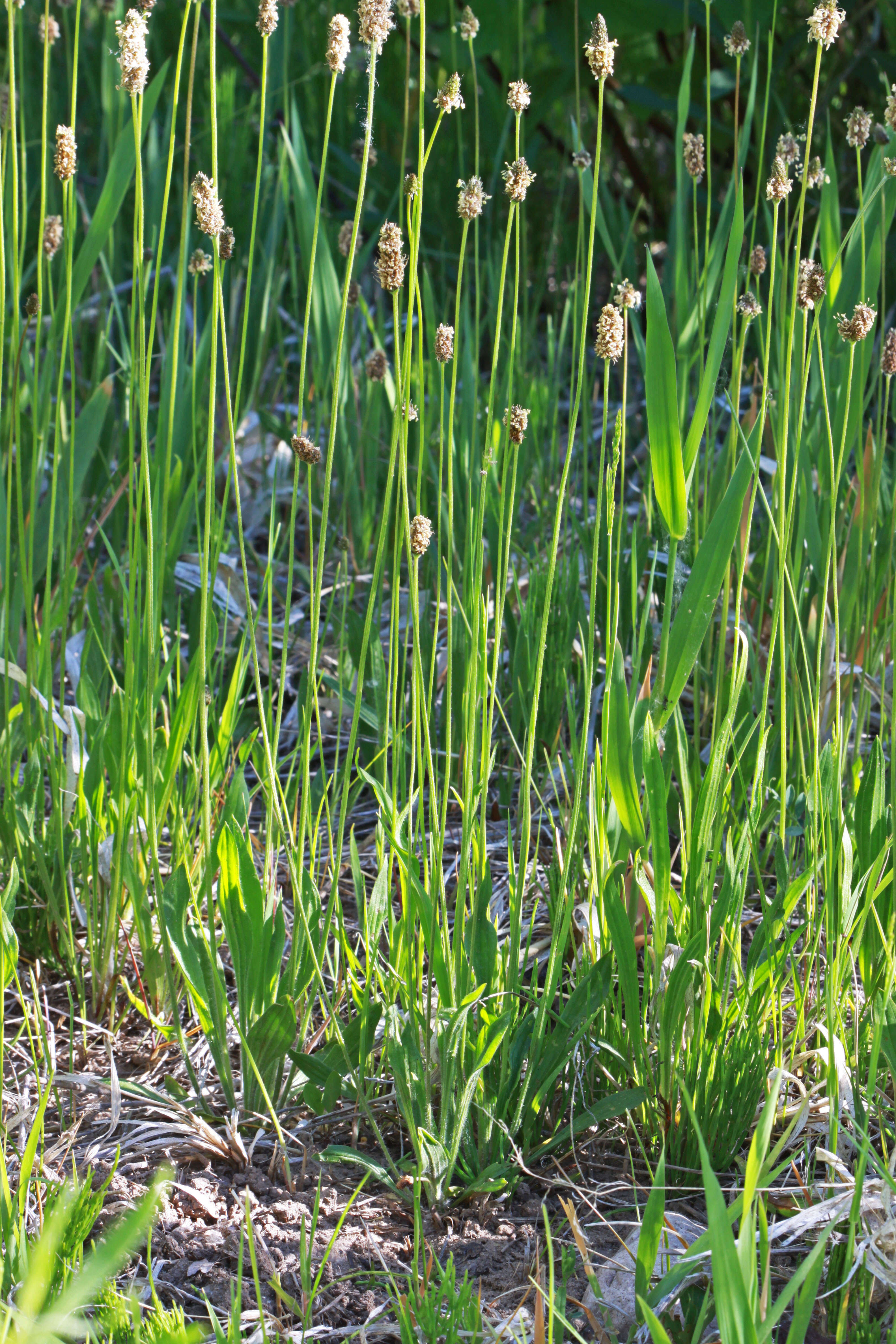 Plantago tweedyi A. Gray resmi