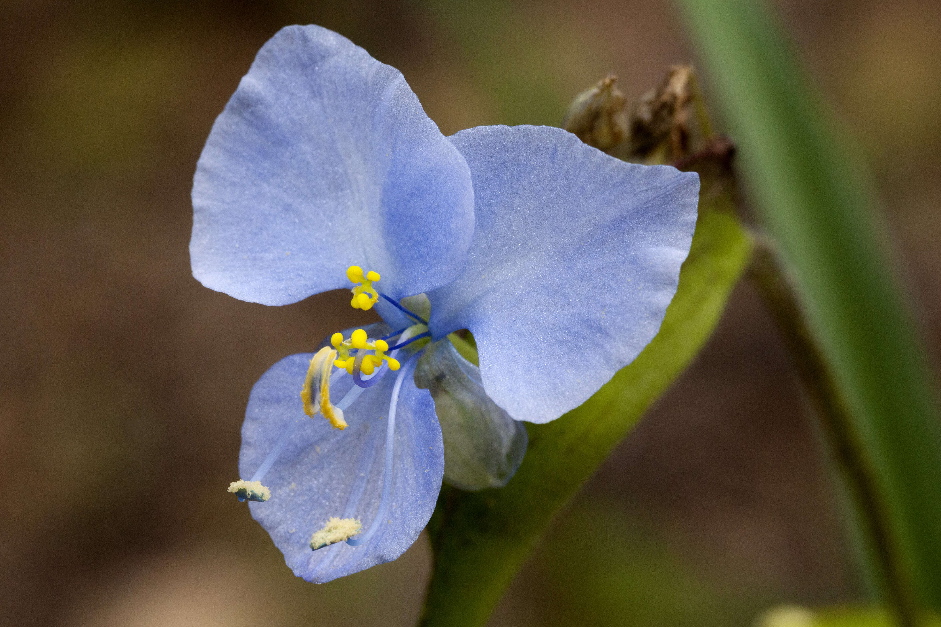 Image of birdbill dayflower