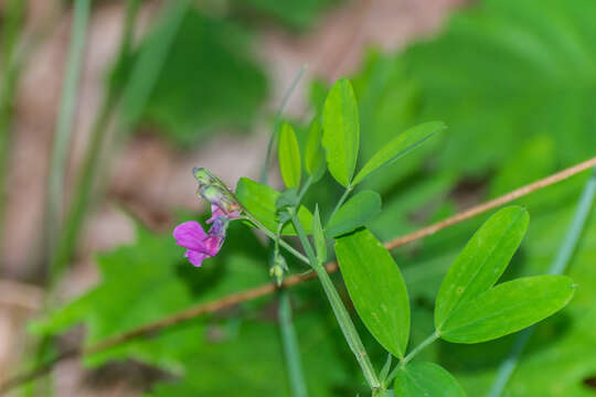 Plancia ëd Lathyrus linifolius (Reichard) Bassler