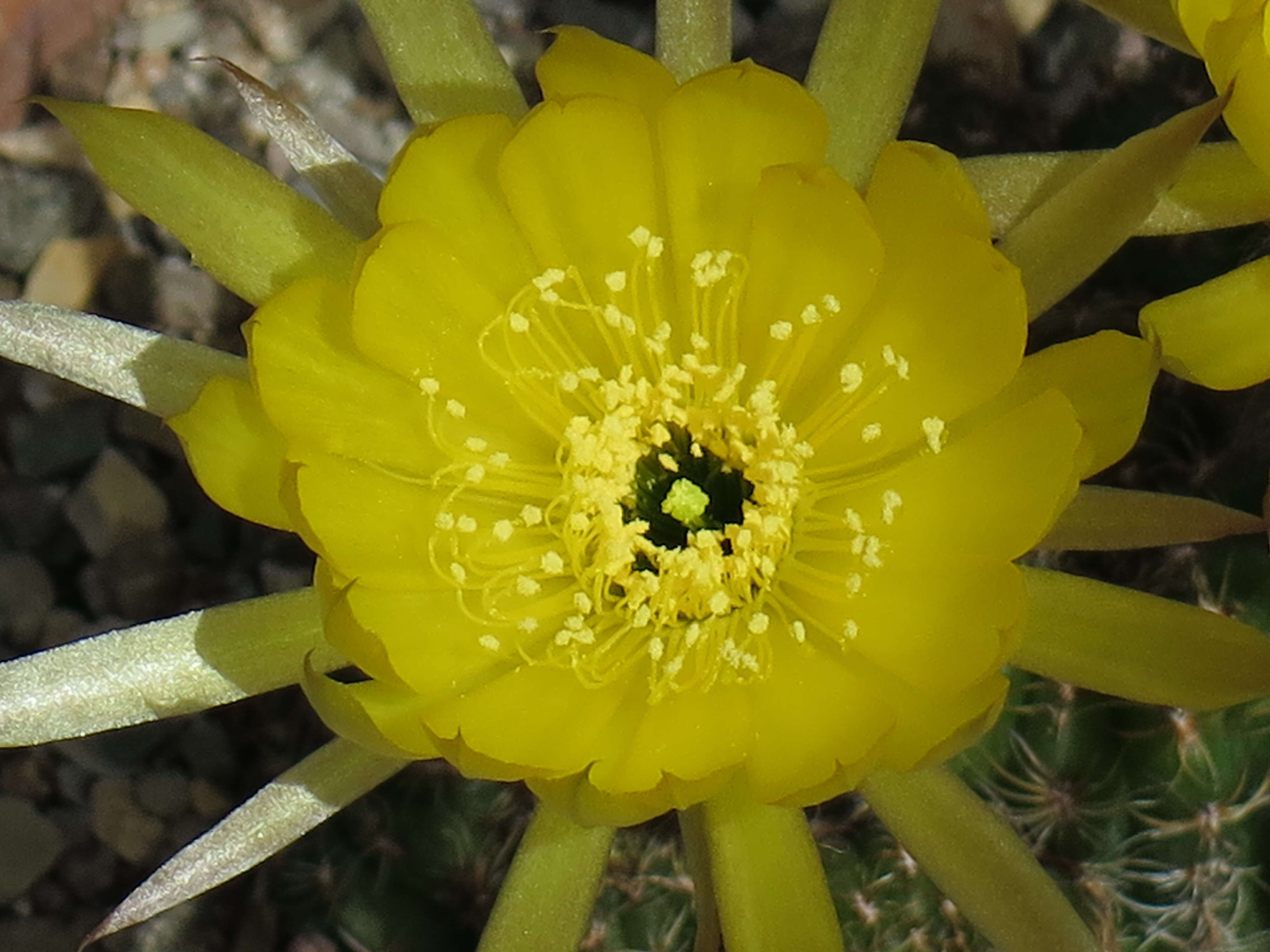 Image of Echinopsis arachnacantha (Buining & F. Ritter) H. Friedrich