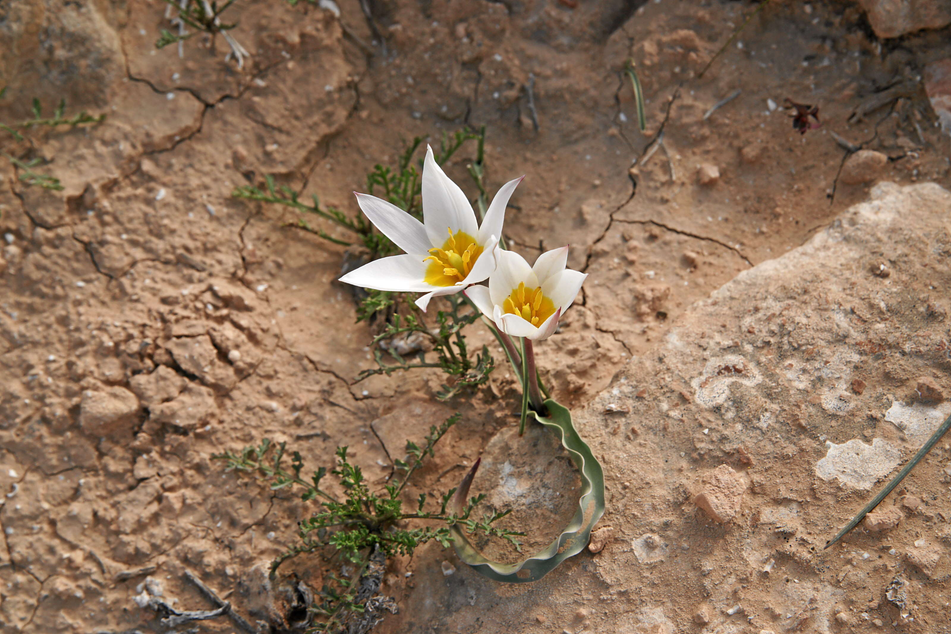 Image de Tulipa biflora Pall.