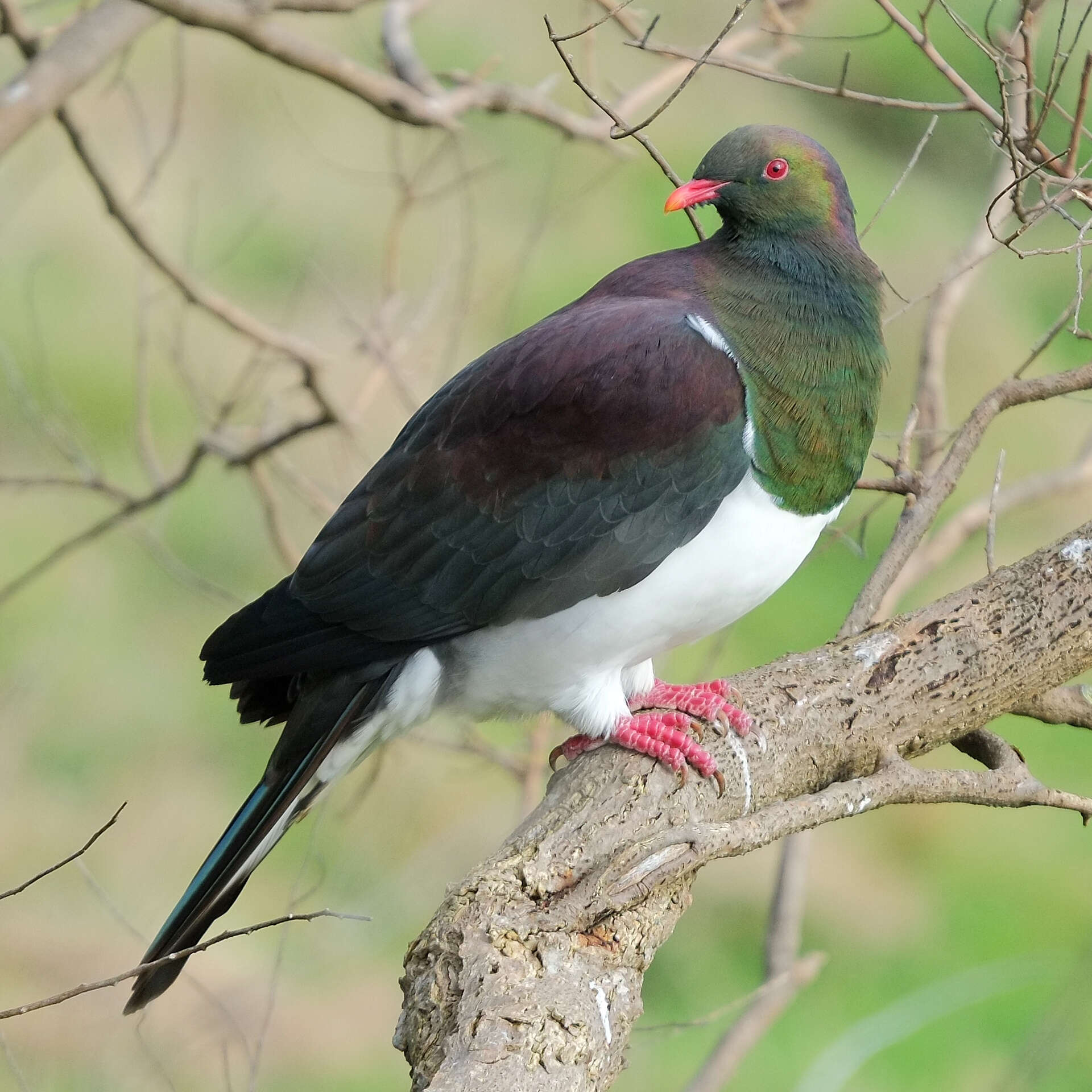 Image of Kererū