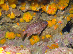 Image of Tinsel squirrelfish