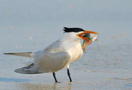 Image of Royal Tern