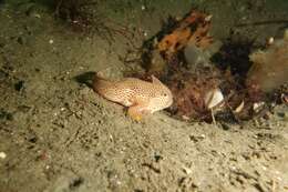 Image of Spotted Handfish